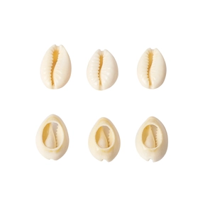 Detail view of six natural cowrie shells for DIY jewelry making on white background