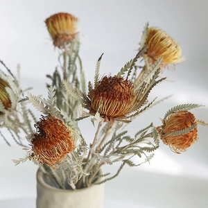 Fleurs de Banksia séchées nordiques avec cinq têtes dorées dans un vase en céramique