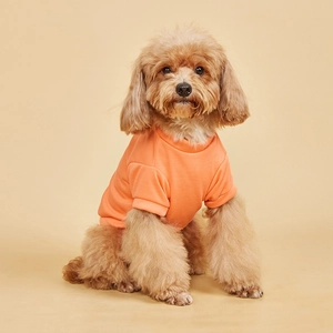 Close-up of a small dog wearing an orange cotton T-shirt on a warm cream background