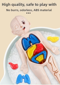 Macro view of anatomy torso model with detachable organs like lungs and stomach