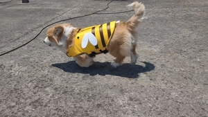 Gilet de sauvetage réglable pour chien motif abeille sur un corgi pour la natation d'été