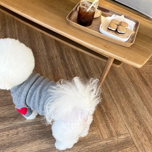 Detail of grey knitted pet sweater with red heart on a white dog in a cozy home