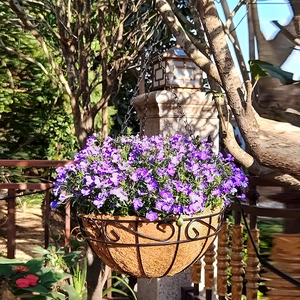 Hanging metal wire basket with coconut liner and lush purple flowers in outdoor garden