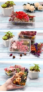 Detailed view of assorted colorful dried flowers in transparent packaging box for DIY crafts