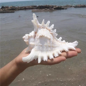 Natural Murex Shell Chicoreus Palmarosae Decorative Conch Sea Shell For Fish Tank Landscaping Home Ornament Craft Specimen