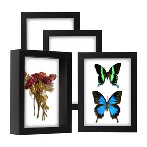 Detail of four black shadow box frames featuring dried roses and colorful butterfly specimens