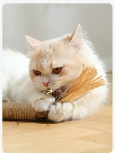Gatto che morde un bastoncino di silvervine naturale con corda di canapa per denti sani