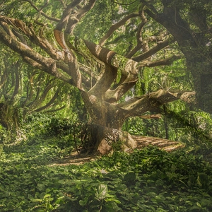 Bohemian forest tapestry with ancient tree art for mystic aesthetic room decoration