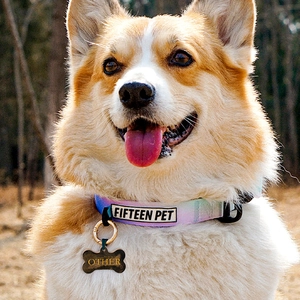 Close-up van een macaron halsband met botvormige hanger gedragen door een Corgi