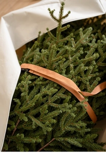 Detail of the green Christmas tree branches bundled with a durable orange buckled strap