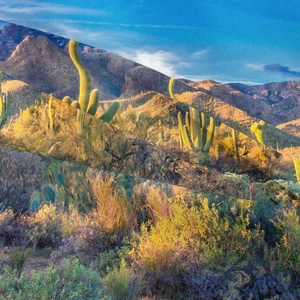 Bohemian desert tapestry with Saguaro cactus landscape and warm sunset colors