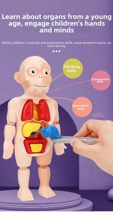 Macro view of STEAM human anatomy model showing removable internal organs and tweezers