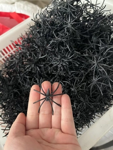 Close-up of a small black plastic toy spider held in hand for Halloween decoration