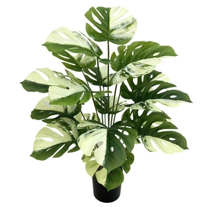 Detailed view of variegated Monstera leaves with realistic green and white marble texture