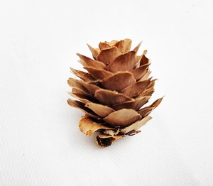 Top-down view of a 1.5-4cm small natural brown dried larch pine cone for DIY crafts