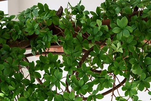 Detailed view of lifelike artificial green leaves with realistic veins and brown stem texture