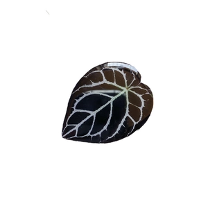 Collapsible heart leaf phone socket with dark green foliage and silver veins