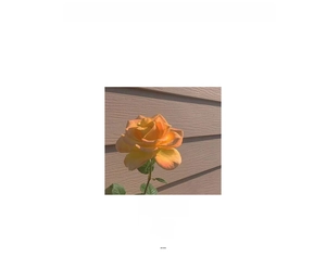 Atmospheric shot of a blooming yellow rose on wood background for floral accessories