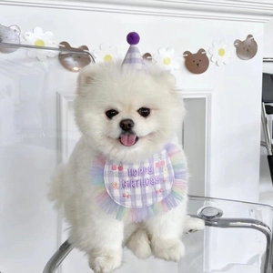White Pomeranian wearing a lavender plaid birthday hat and bib set with rainbow mesh trim