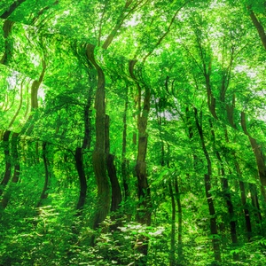 Dettaglio del tessuto della tappezzeria a foresta con stampa di alberi e pieghe morbide