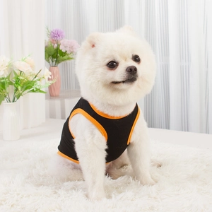 Detail of black dog vest with orange trim on a white Pomeranian in a cozy home setting