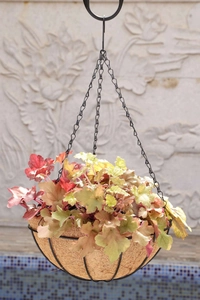 Close-up of a hanging metal wire flower basket with coco coir liner and red-yellow plants