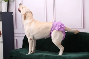 Detail of purple waterproof dog physiological pants with ruffled edges for large breeds