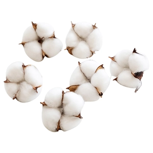 Set of 6 natural dried cotton flower heads for rustic home decor and flower arrangement