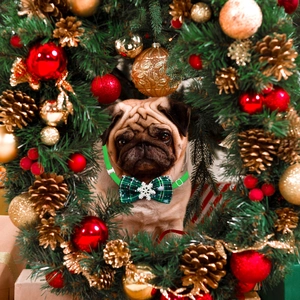 Pug dog wearing a green plaid pet bowtie with snowflake detail inside a Christmas wreath