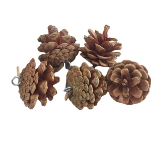 Set of 5 natural pine cones with silver screw eyelets for Christmas tree hanging decoration