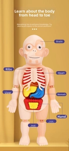 Macro detail of educational human anatomy model showing detachable organs with labels