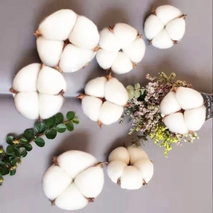 Natuurlijke gedroogde witte katoenbloemhoofden voor doe-het-zelf en kerstversiering.