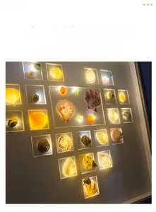 Detail view of the warm LED lighting and grid layout inside the shell shadow box frame
