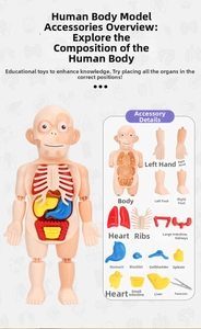 Detail view of anatomy model kit with transparent body frame and removable organs
