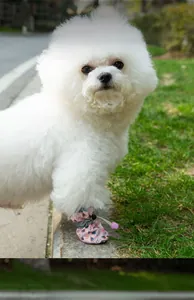 Detail showing pink pet outdoor shoes with adjustable drawstring and cartoon pattern print
