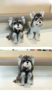 Model look of dogs wearing deep gray vest and light gray knitted sweater set