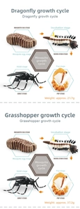 Detailed educational model showing the four growth stages of a mosquito life cycle
