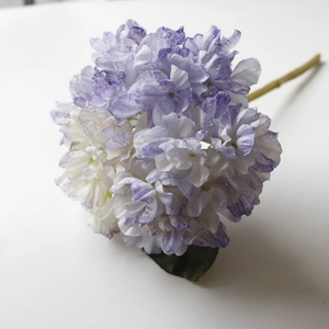 Close-up of vintage purple and white gradient hydrangea petals with green leaves