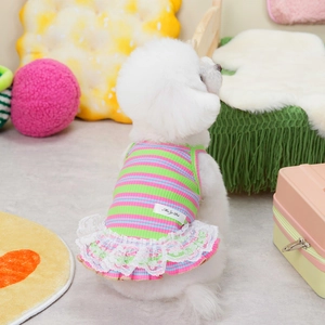 Colorful striped pet dress with lace trim worn by a white Bichon Frise puppy