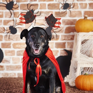 Close-up of black dog wearing a red satin cape and black glittery bat wing headband
