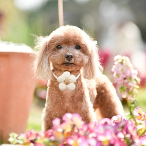 Handmade knitted flower pet collar for small dogs and cats in cream white and brown