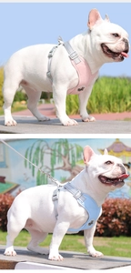 Detail of pink and blue dog harnesses with 3M reflective straps and metal buckles