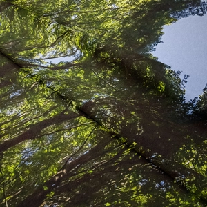 Dettaglio della trama del tessuto e stampa foresta su arazzo da parete bohémien