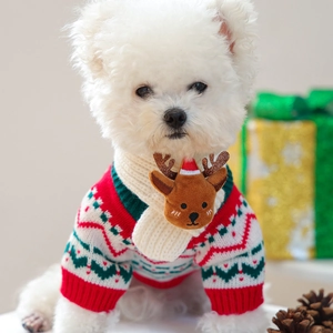 Close-up of a dog wearing a Christmas knit sweater and scarf with a plush reindeer decor