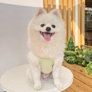 White Pomeranian dog wearing a light green breathable mesh pet vest on a white table