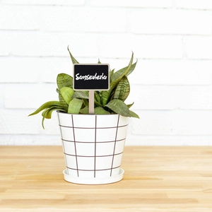 Mini wooden chalkboard plant label inserted in a potted snake plant on a desk