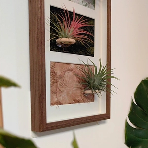 Creative wood wall frame with air plants and magnetic mount for home wall decoration