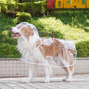 Detail of transparent waterproof dog raincoat with hood and white hem on Border Collie