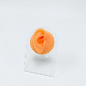 Detailed realistic silicone ear model on clear stand for professional piercing practice