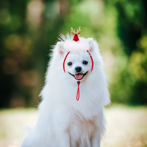 Close-up of Pomeranian dog wearing adjustable Christmas reindeer antlers with lace detail